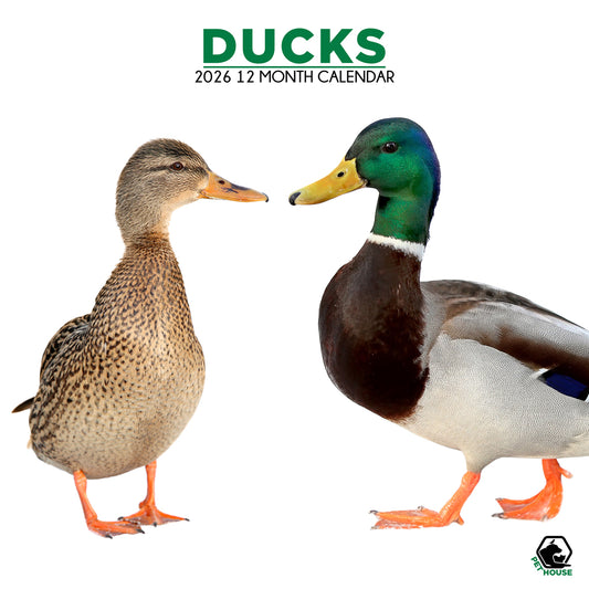 Ducks - Square Calendar 2026