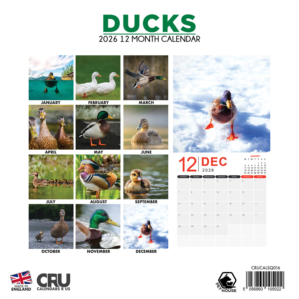 Ducks - Square Calendar 2026