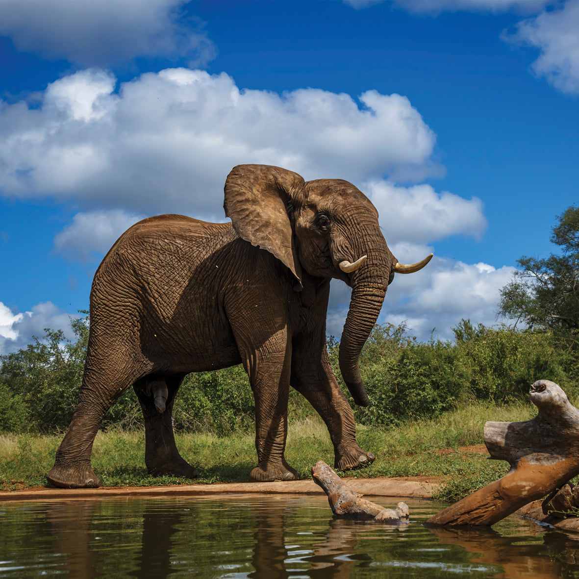 Elephants - Square Calendar 2026