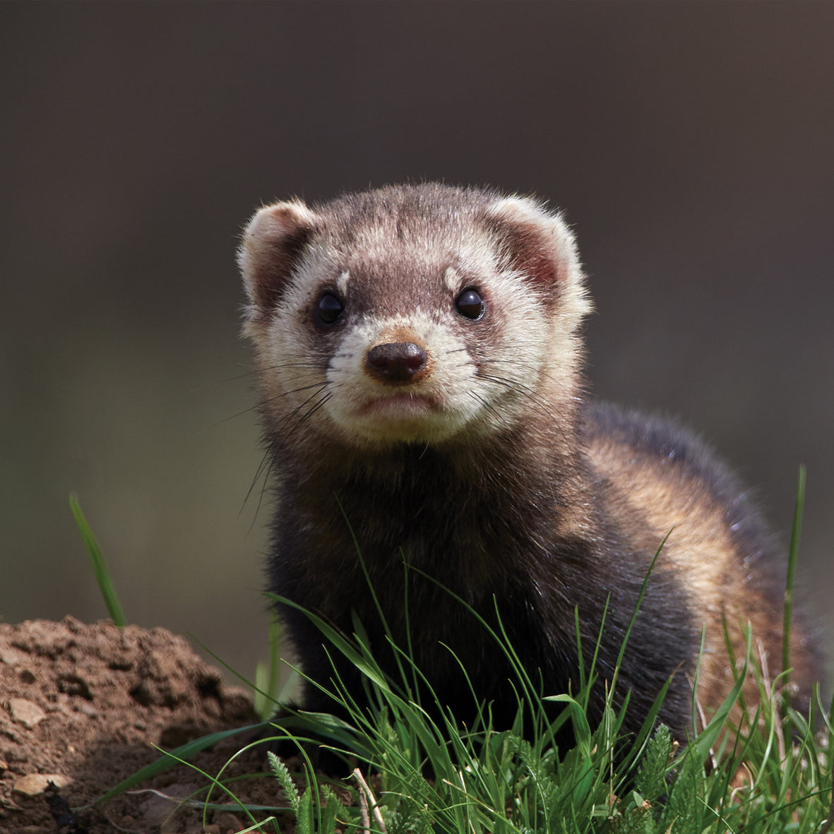 Ferrets - Square Calendar 2026