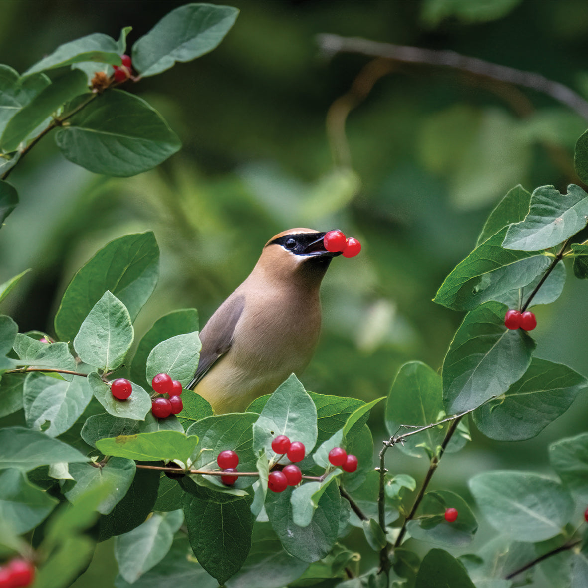 Garden Birds - Square Calendar 2026