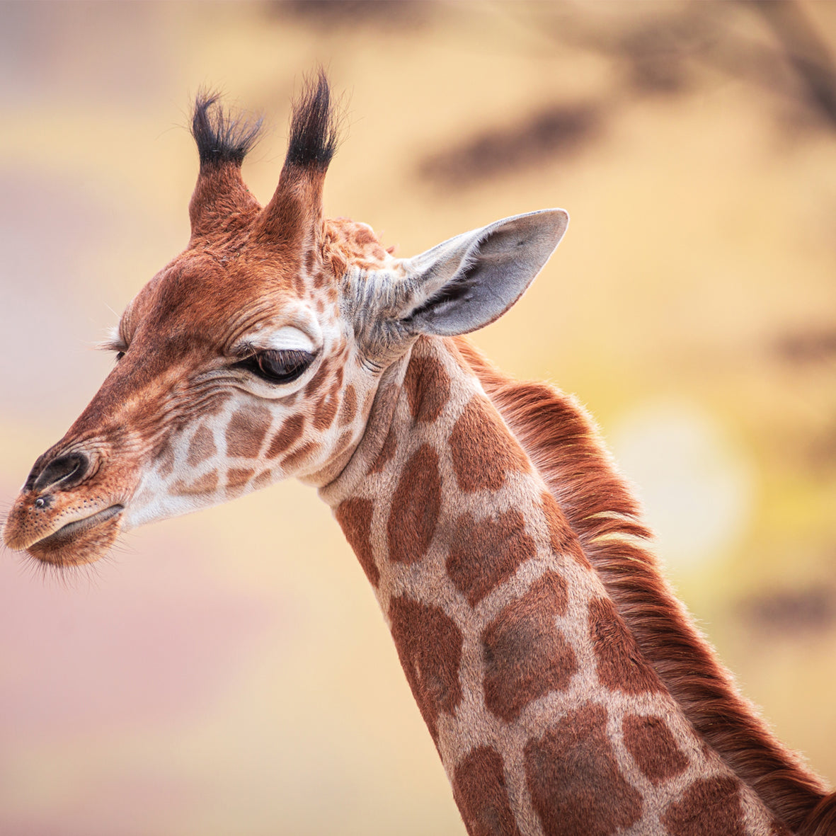 Giraffes - Square Calendar 2026