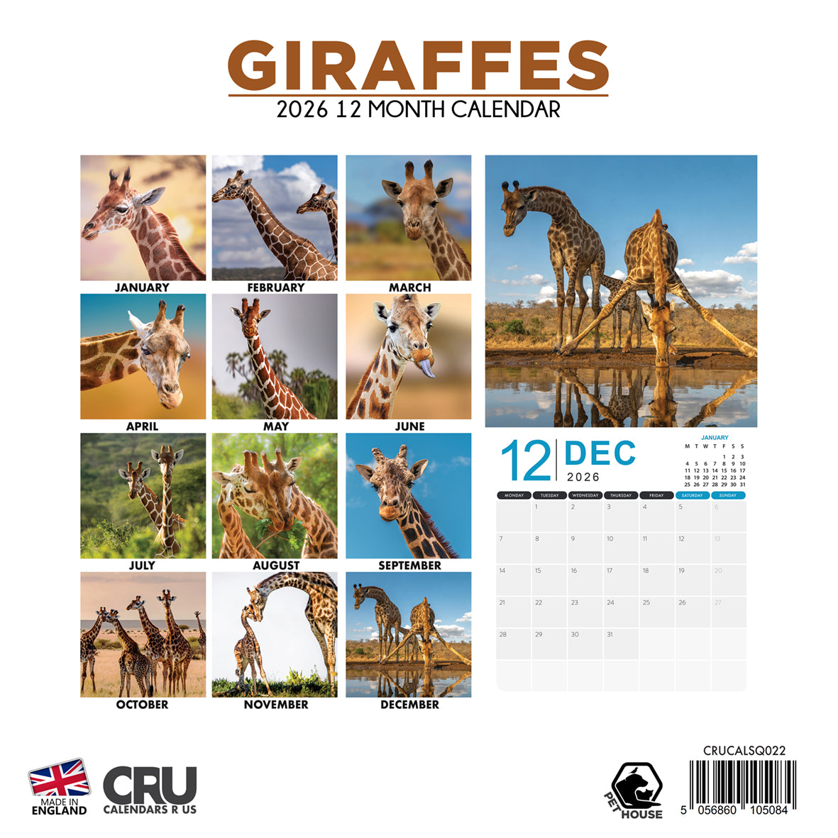 Giraffes - Square Calendar 2026