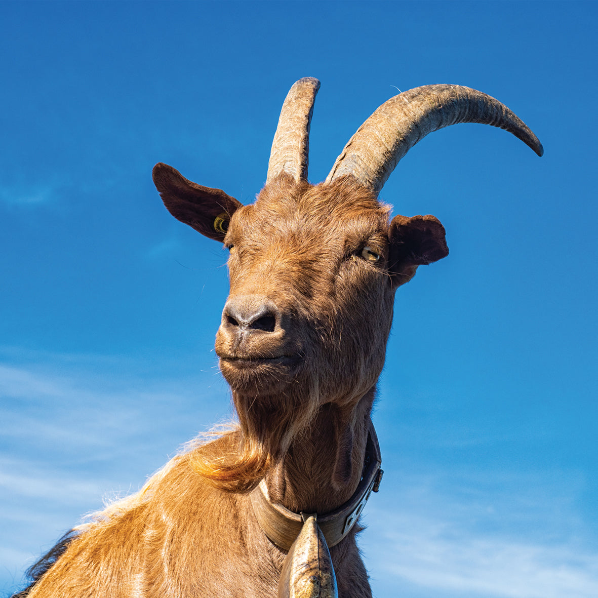 Goats - Square Calendar 2026