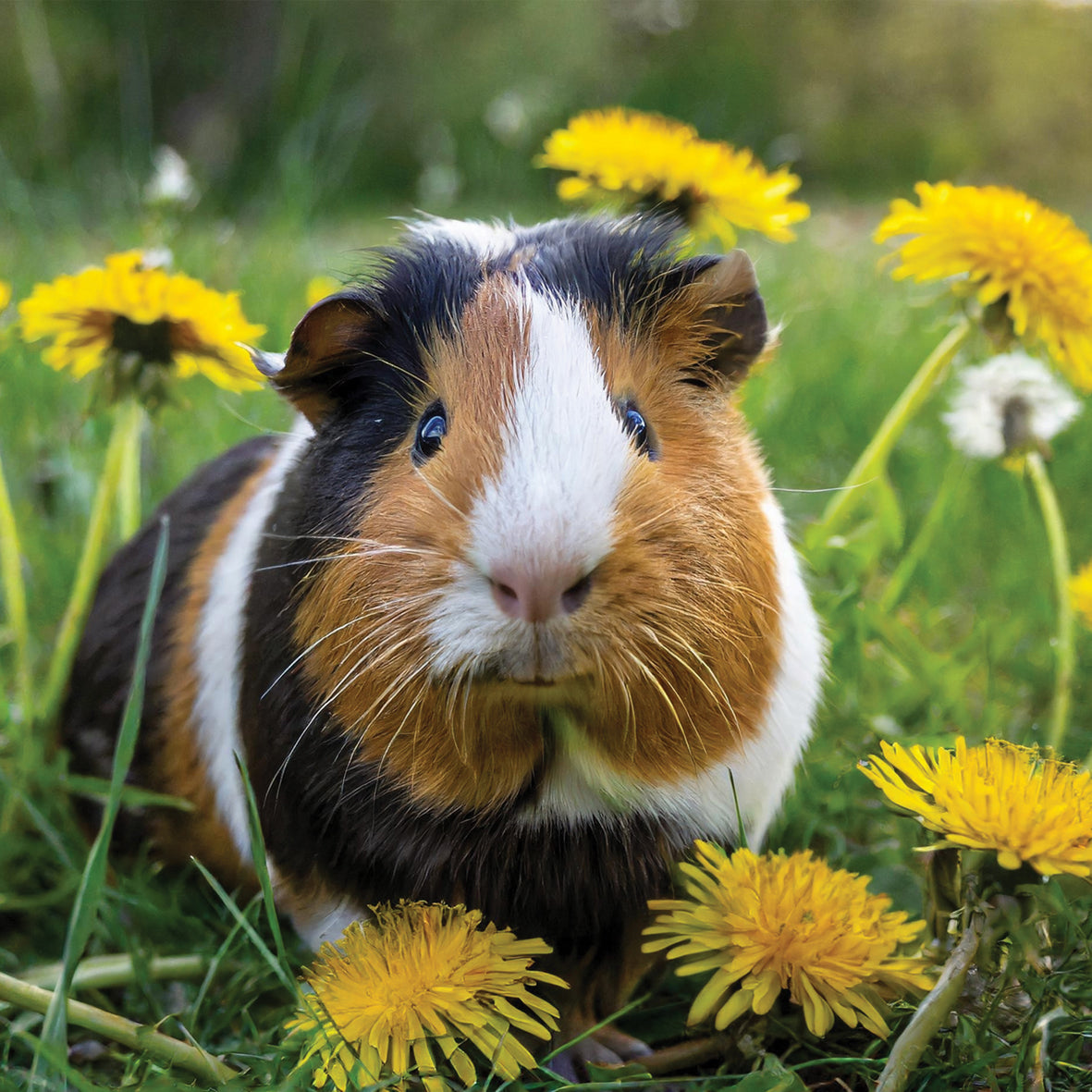 Guinea Pigs - Square Calendar 2026