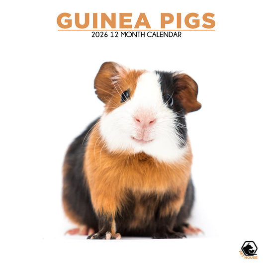 Guinea Pigs - Square Calendar 2026