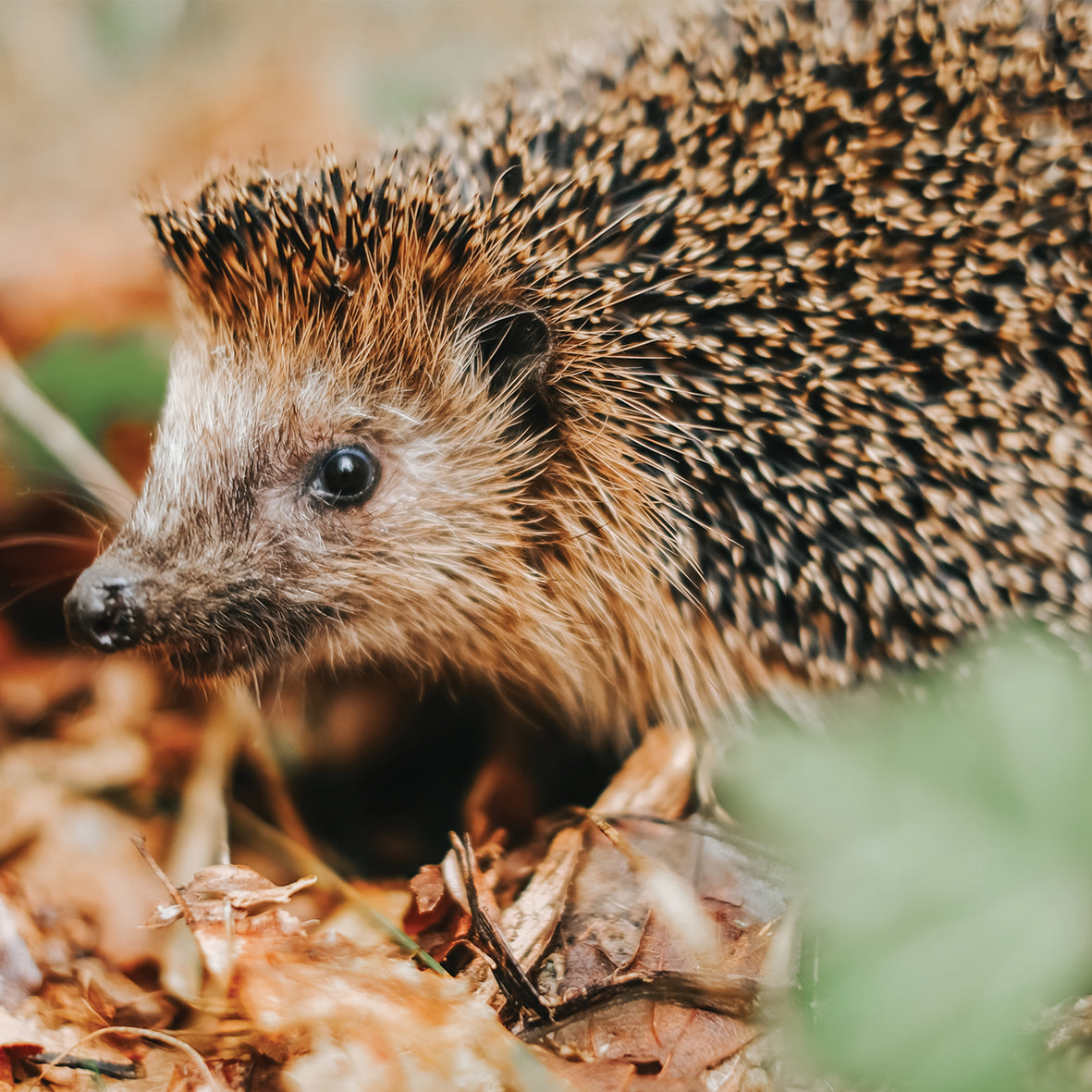 Hedgehogs - Square Calendar 2026