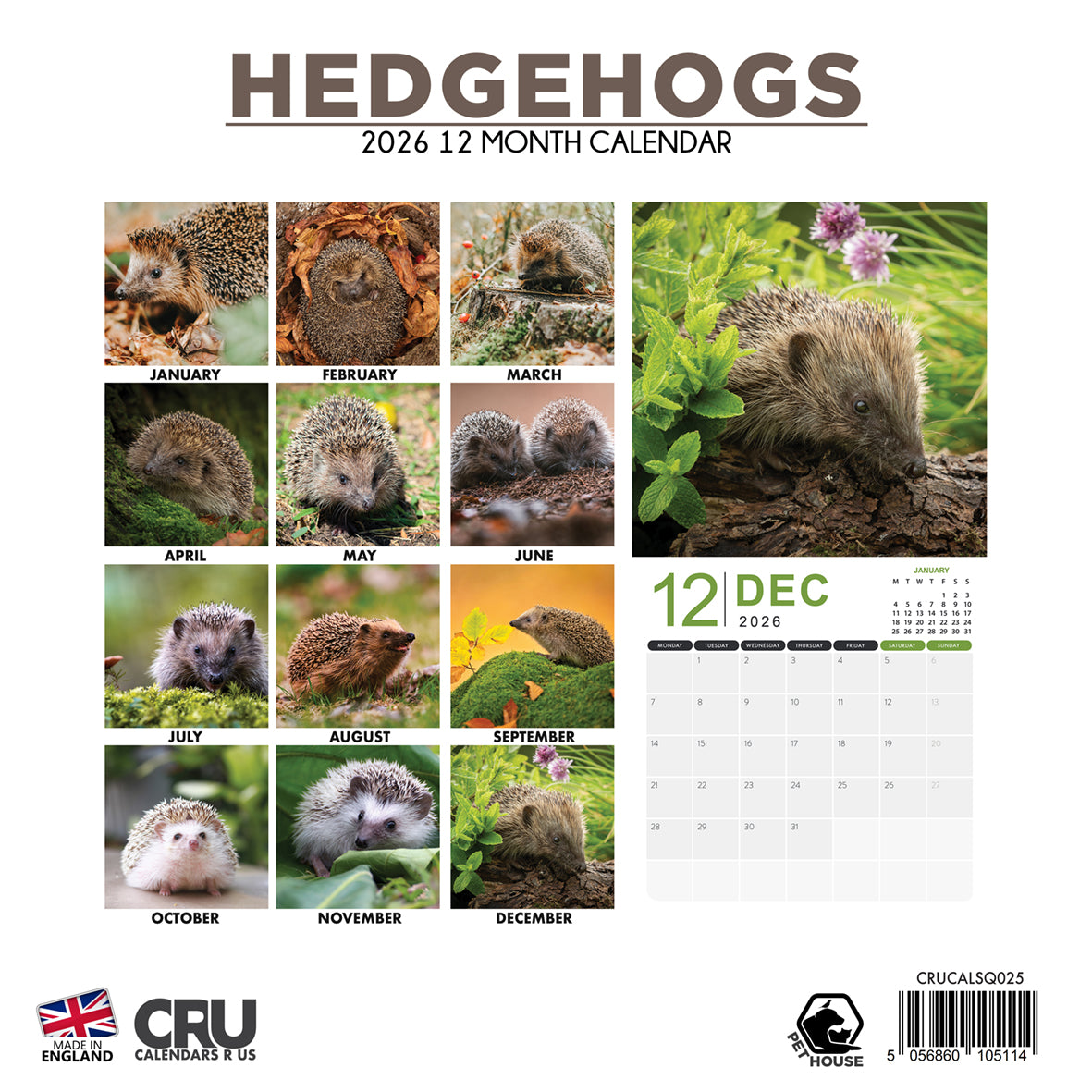 Hedgehogs - Square Calendar 2026