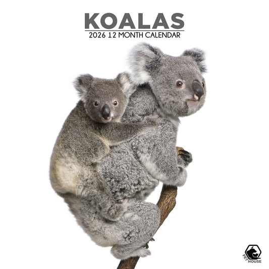 Koalas - Square Calendar 2026