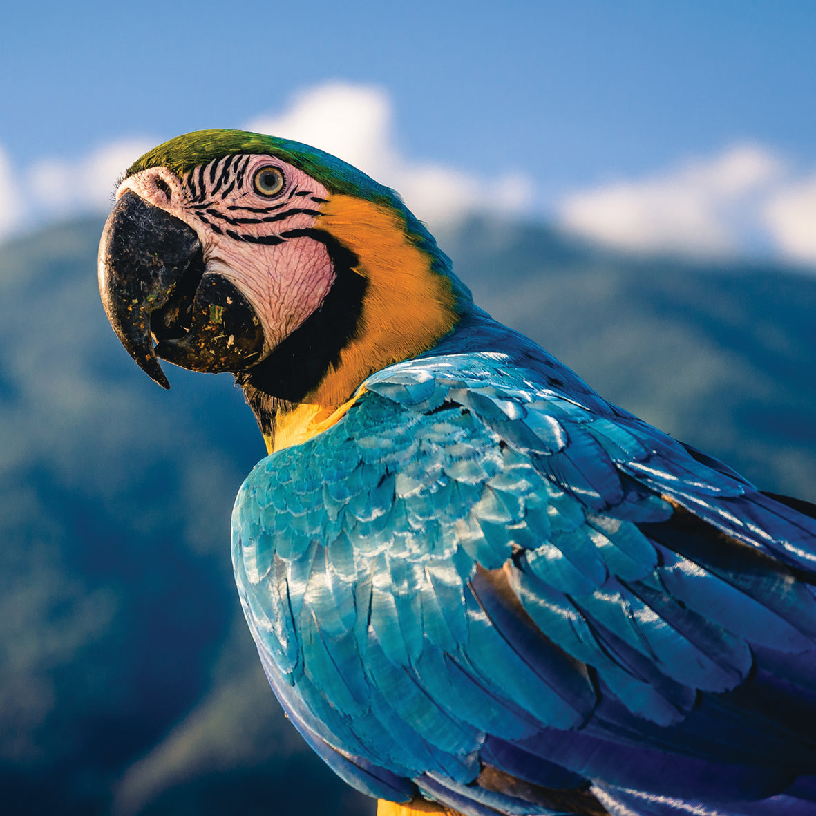 Macaws - Square Calendar 2026