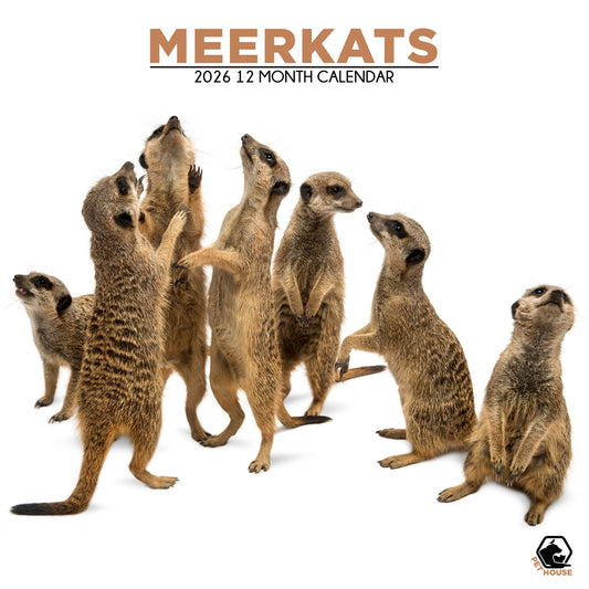 Meerkats - Square Calendar 2026