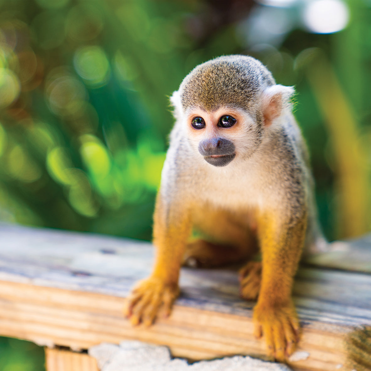 Monkeys - Square Calendar 2026