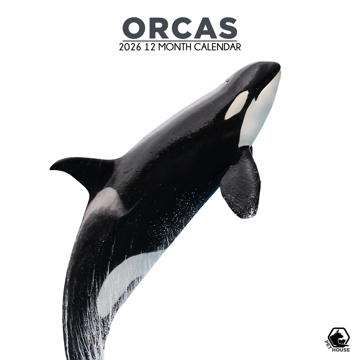 Orcas - Square Calendar 2026