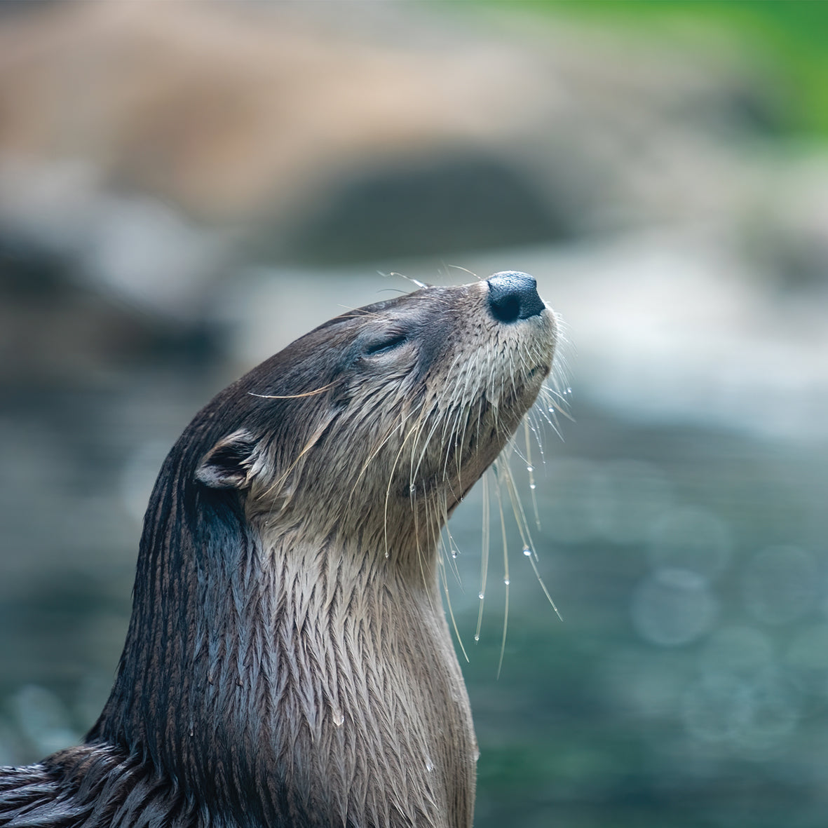 Otters - Square Calendar 2026