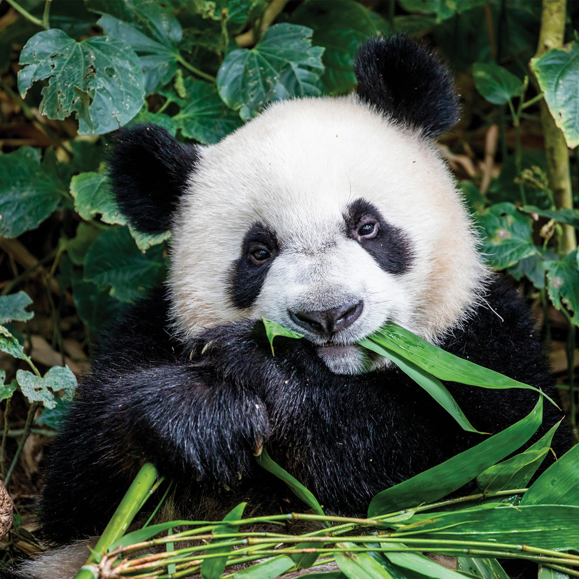 Pandas - Square Calendar 2026