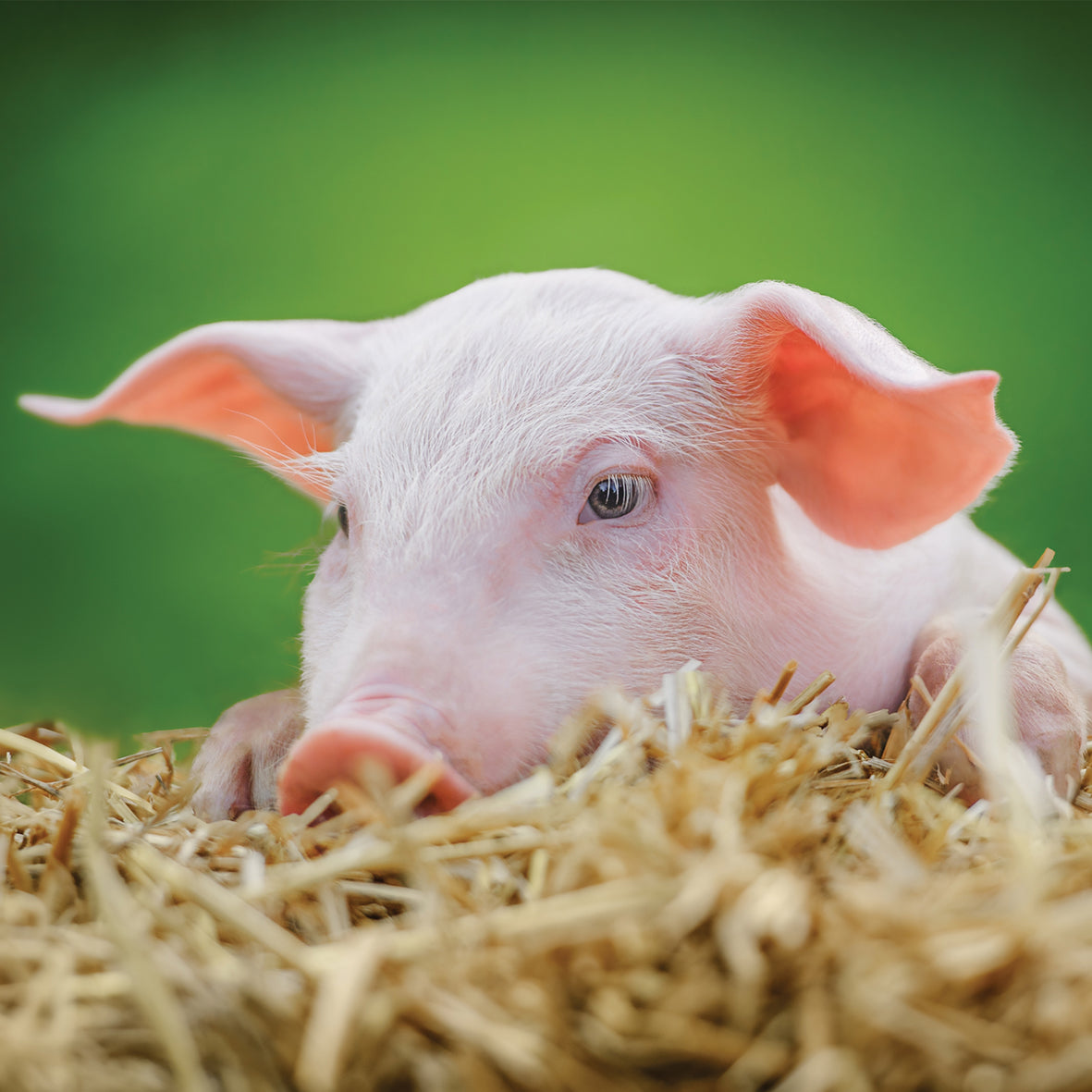 Piglets - Square Calendar 2026