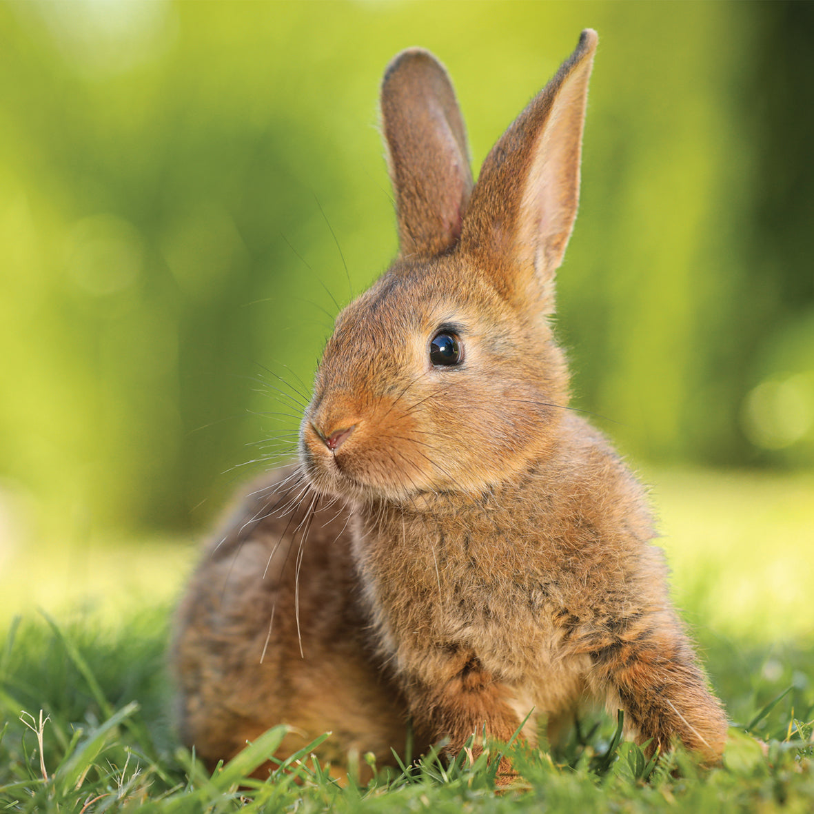 Rabbits - Square Calendar 2026