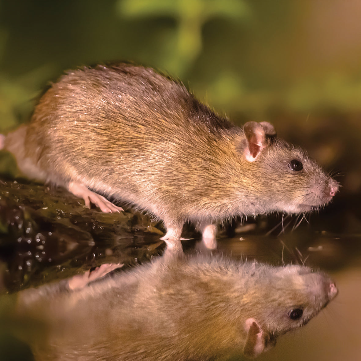 Rats - Square Calendar 2026