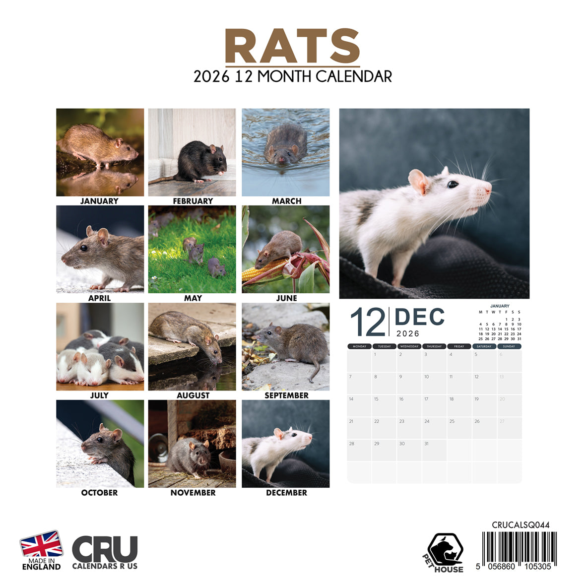 Rats - Square Calendar 2026
