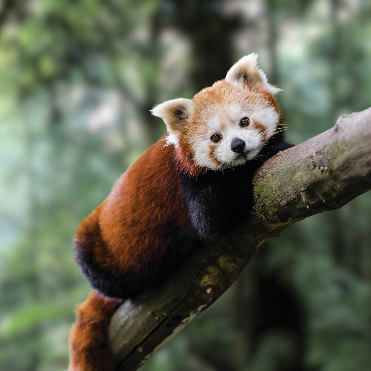 Red Pandas - Square Calendar 2026