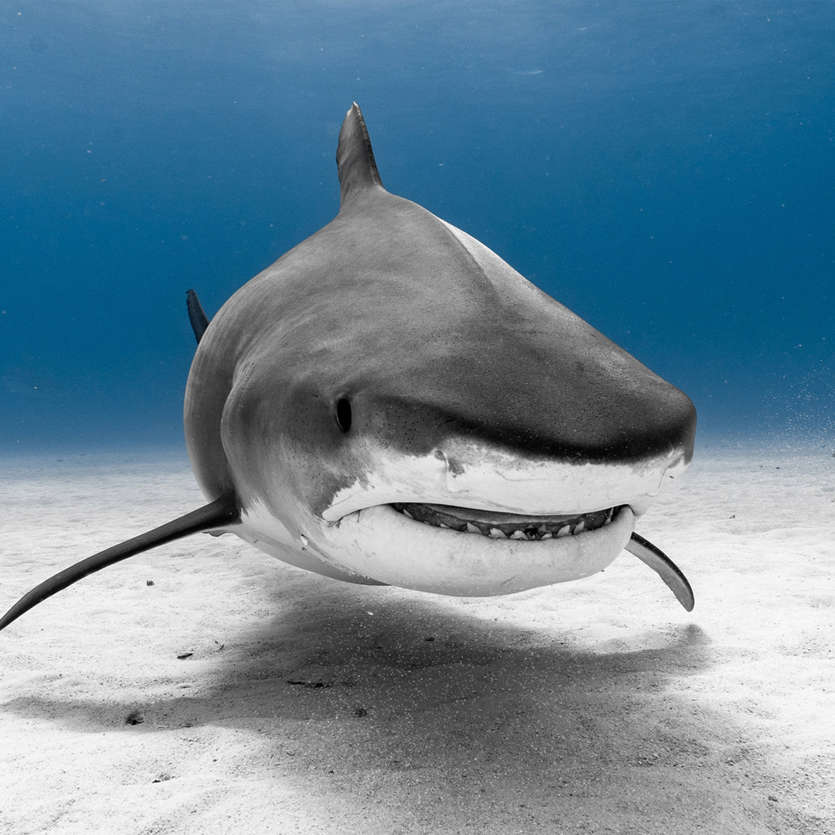 Sharks - Square Calendar 2026