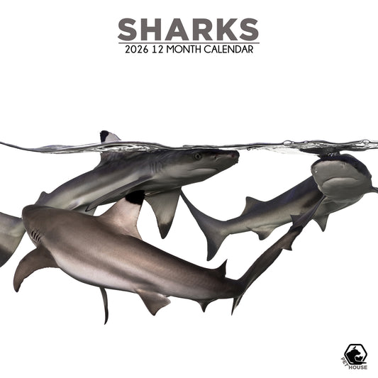 Sharks - Square Calendar 2026