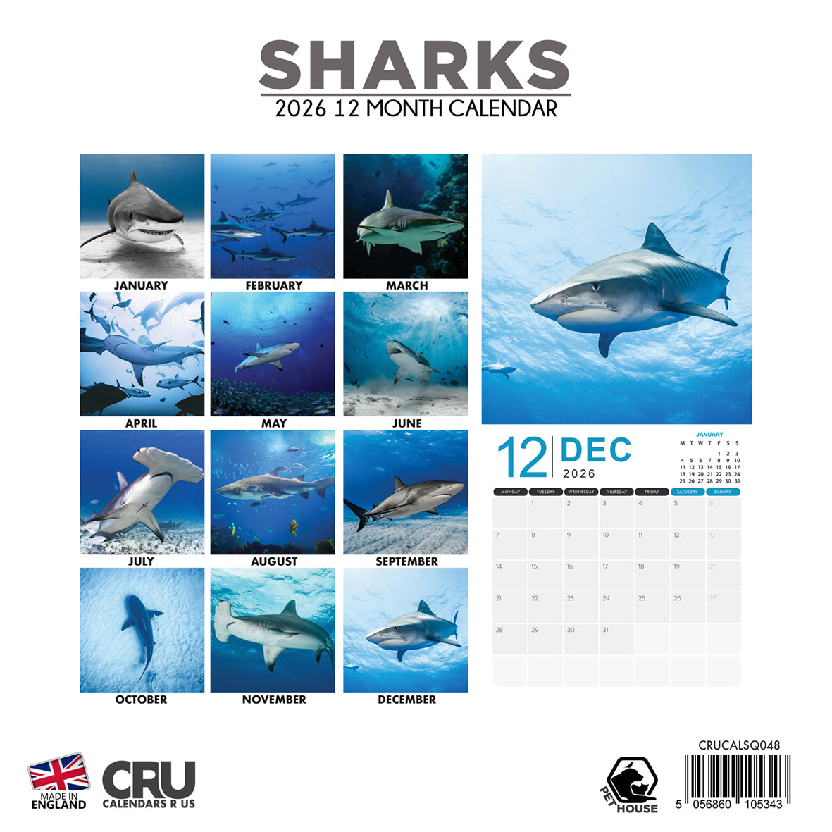 Sharks - Square Calendar 2026