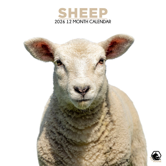 Sheep - Square Calendar 2026