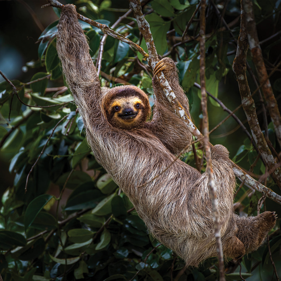 Sloths - Square Calendar 2026