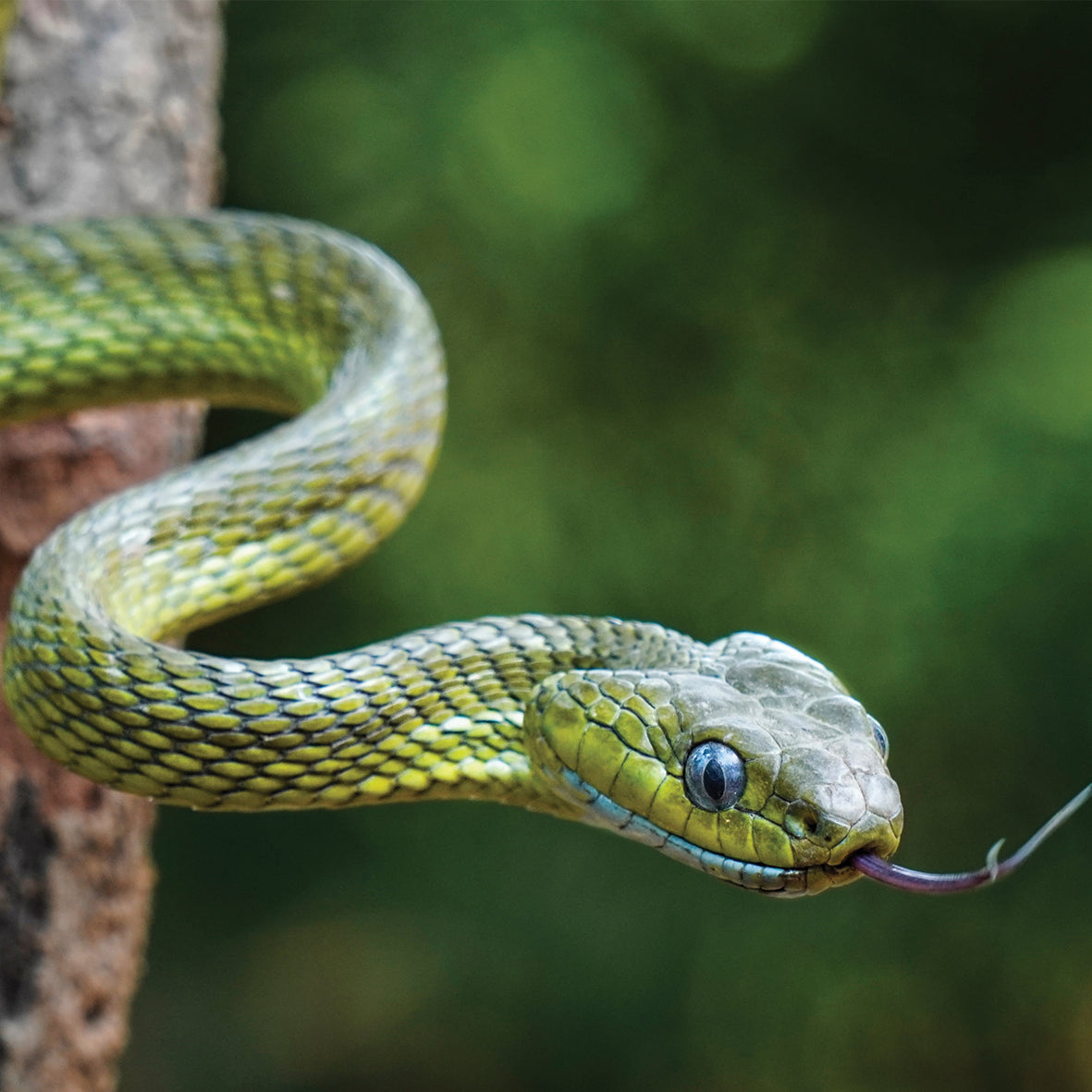 Snakes - Square Calendar 2026