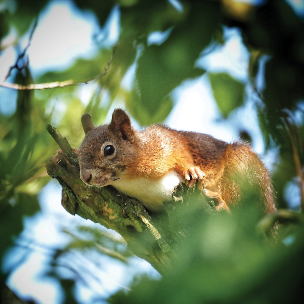 Squirrels - Square Calendar 2026