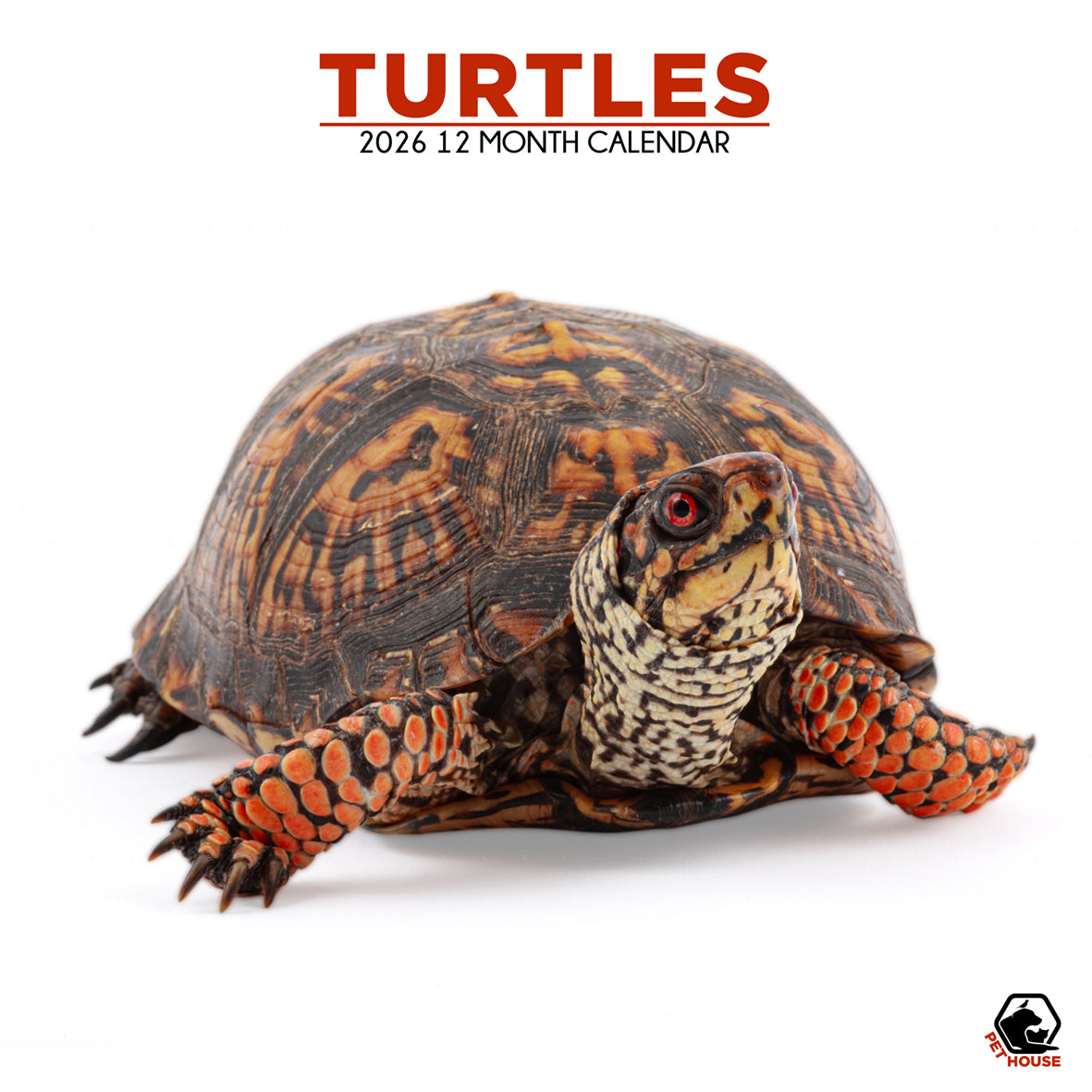 Turtles - Square Calendar 2026