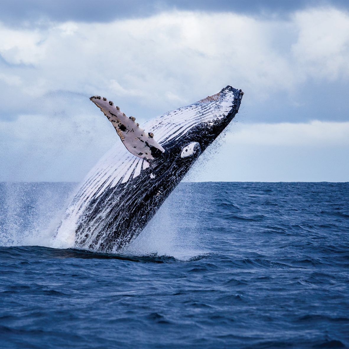 Whales - Square Calendar 2026