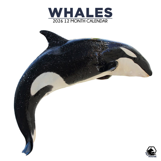 Whales - Square Calendar 2026