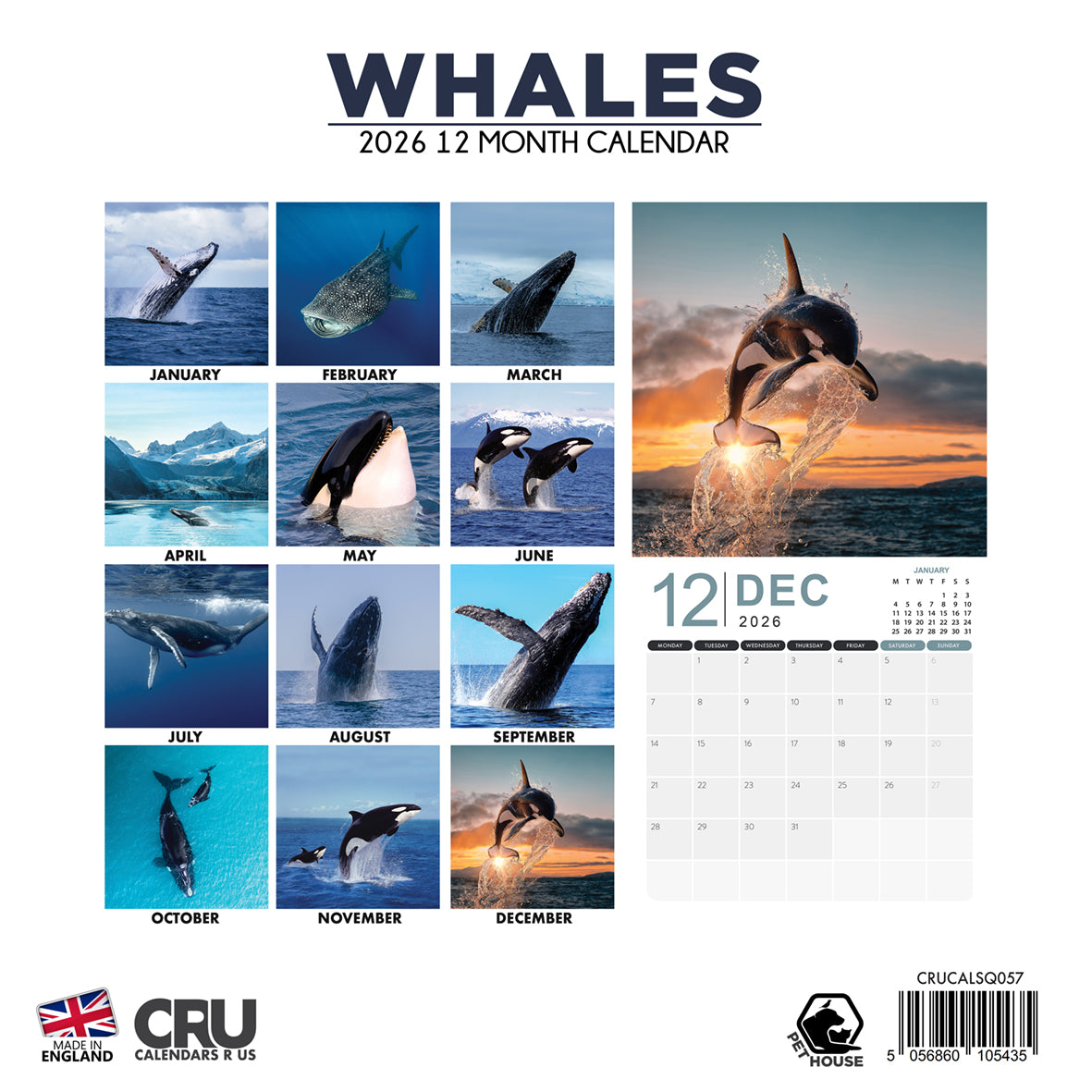 Whales - Square Calendar 2026