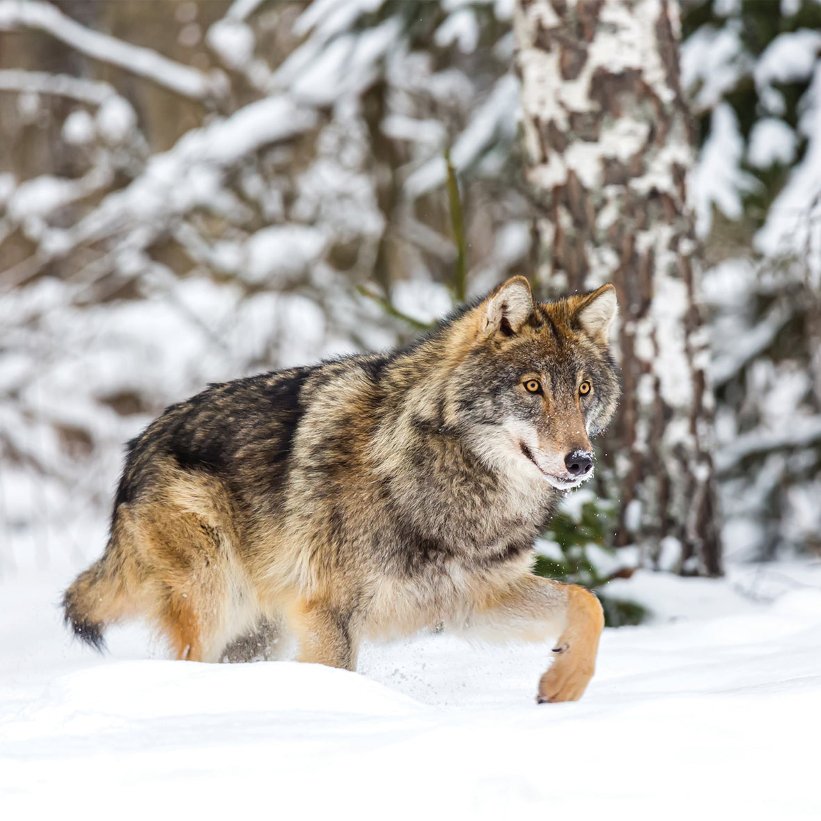 Wolves - Square Calendar 2026