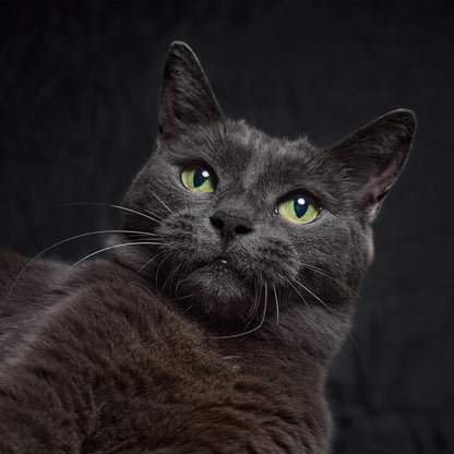 Black Cat - Square Calendar 2026