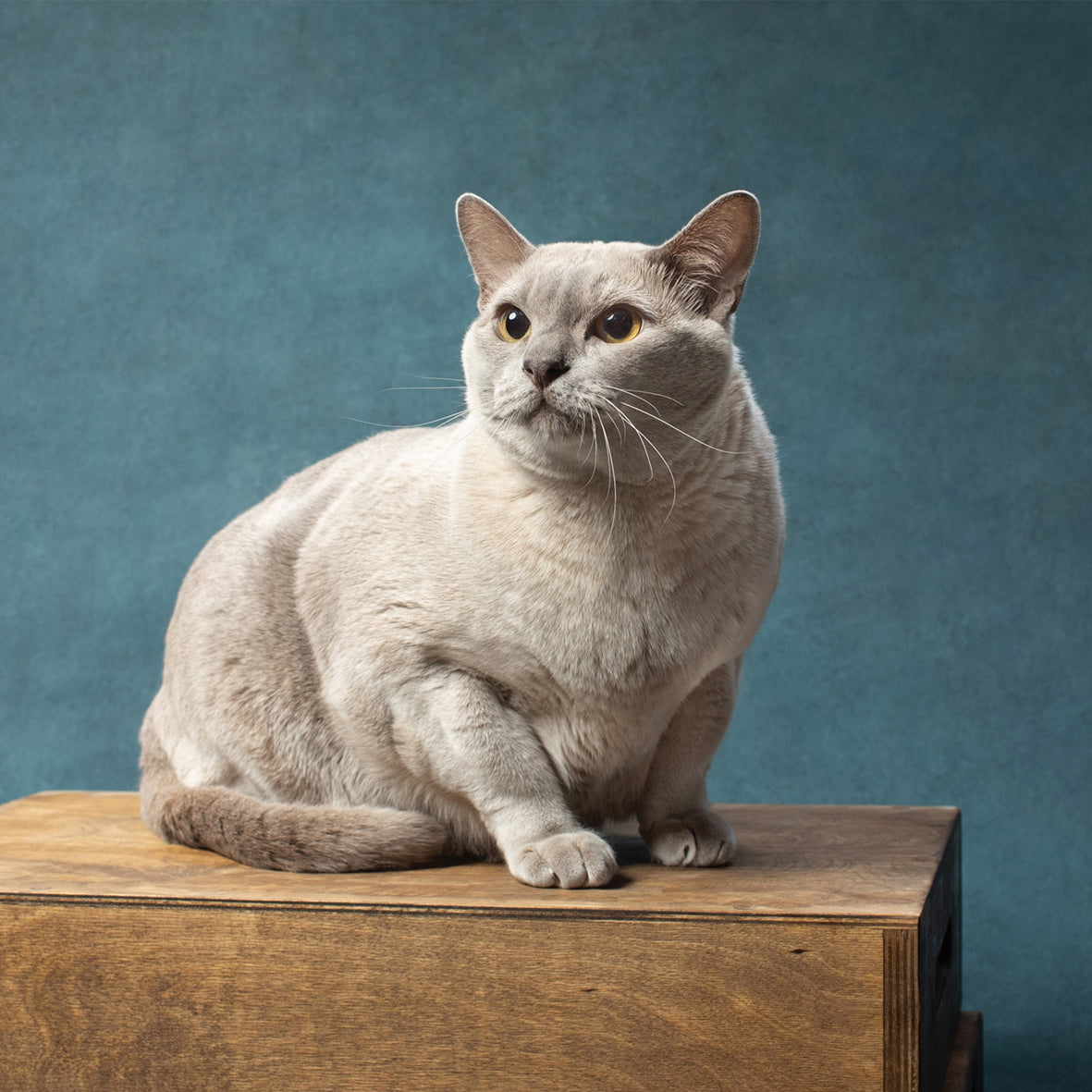 Burmese Cats - Square Calendar 2026