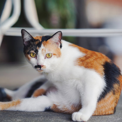 Calico Cats - Square Calendar 2026