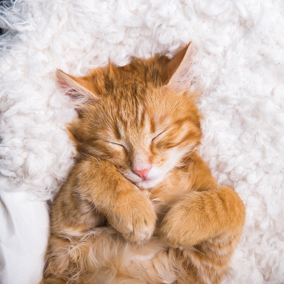 Cat Naps - Square Calendar 2026