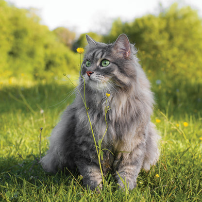 Cats - Square Calendar 2026