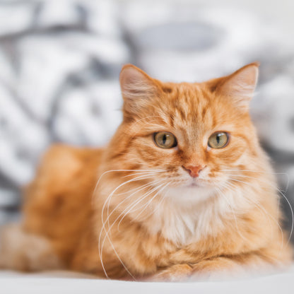 Ginger Cats - Square Calendar 2026