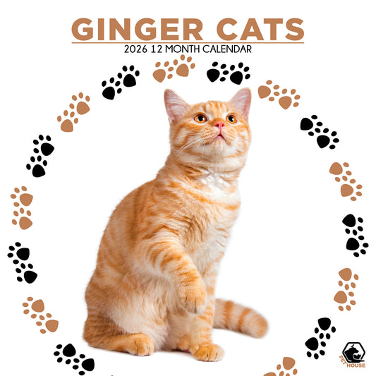 Ginger Cats - Square Wholesale