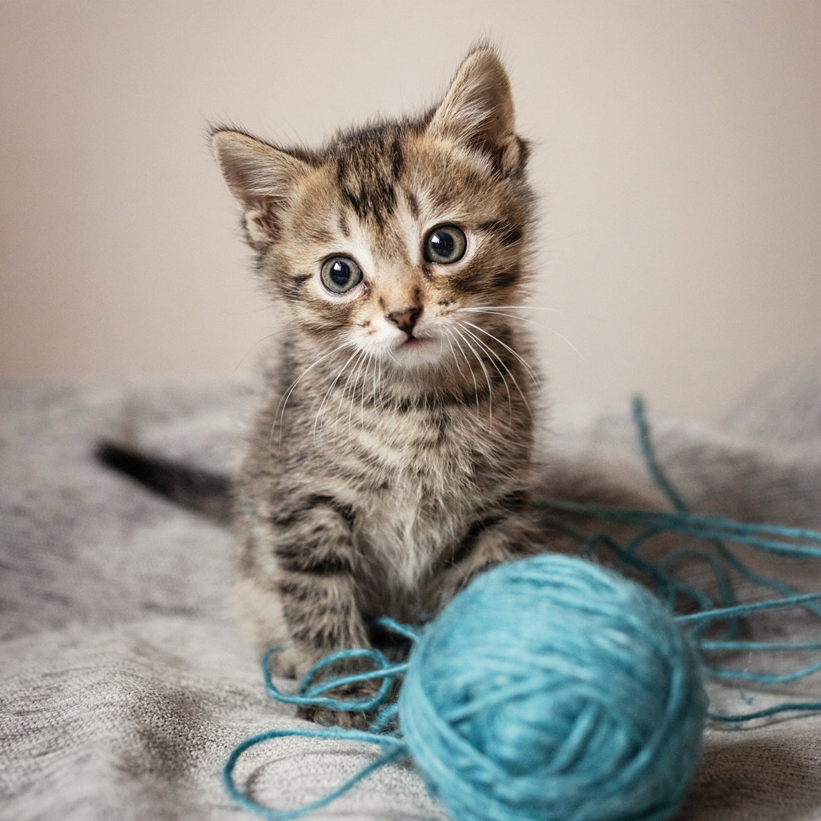 Kittens - Square Calendar 2026