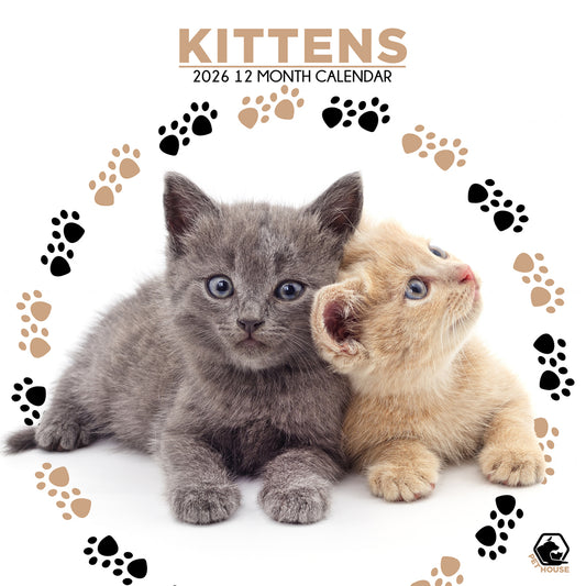 Kittens - Square Wholesale