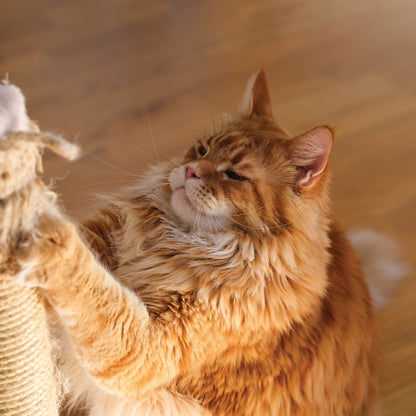 Maine Coon Cats - Square Calendar 2026