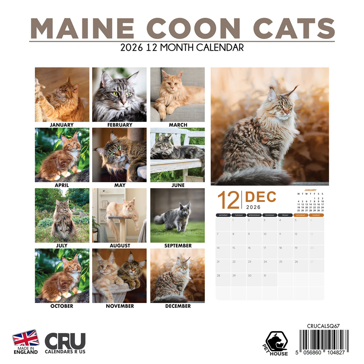 Maine Coon Cats - Square Calendar 2026