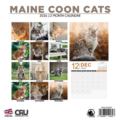 Maine Coon Cats - Square Calendar 2026