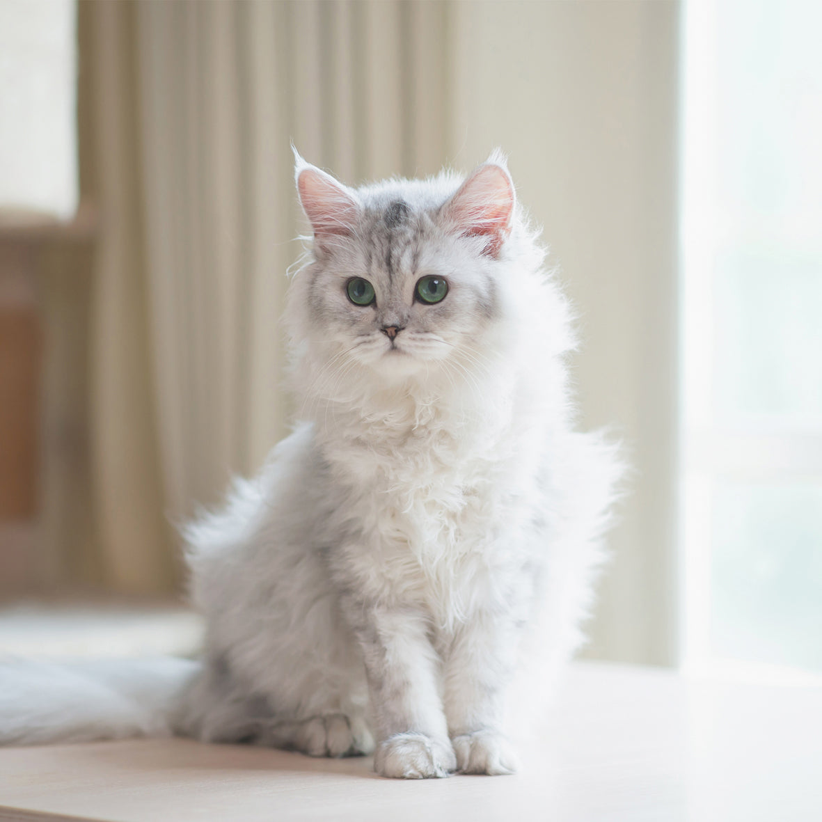 Persian Cats - Square Calendar 2026