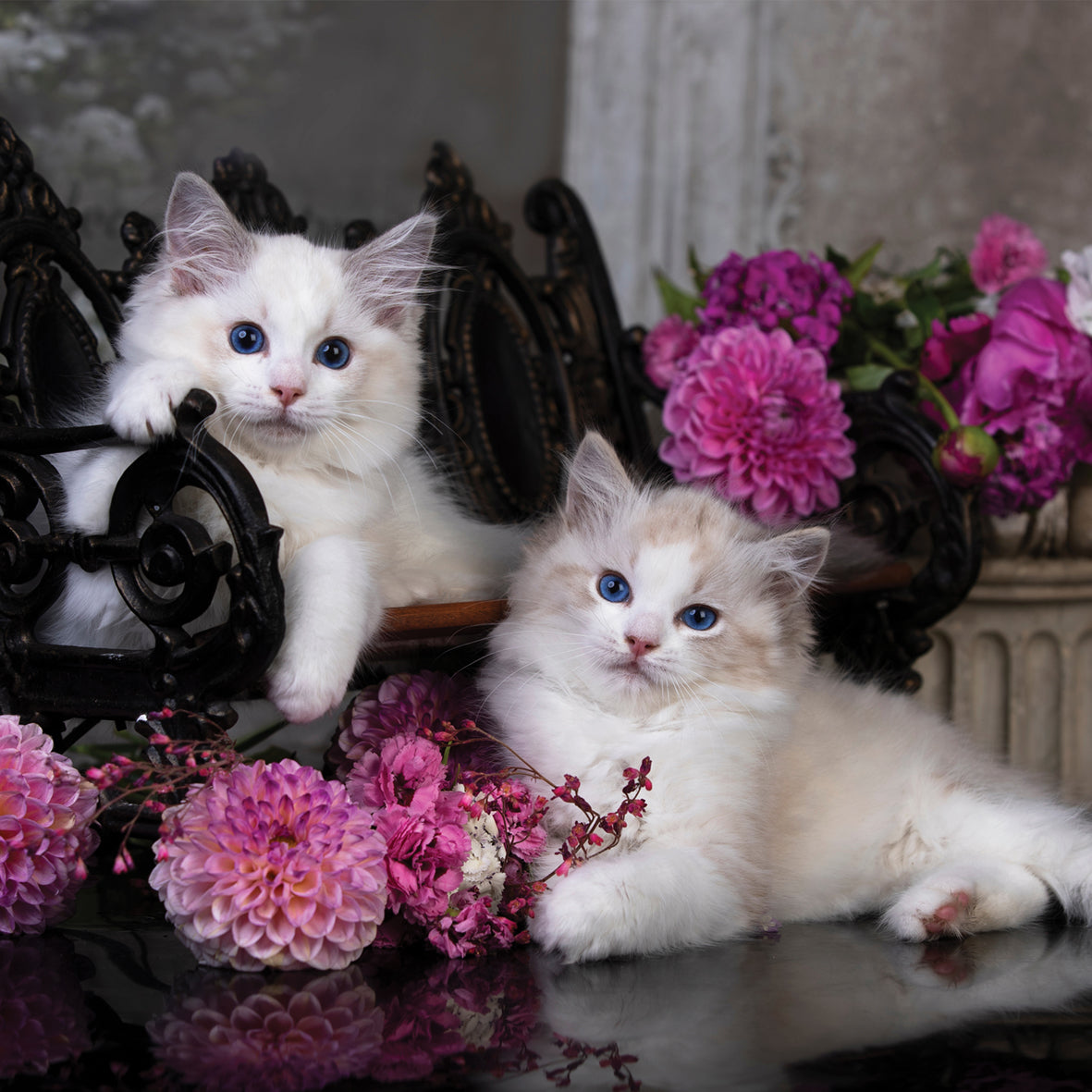 Ragdoll Cats - Square Calendar 2026